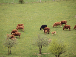 Derrière la ferme